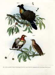Königs-Paradiesvogel, 1864